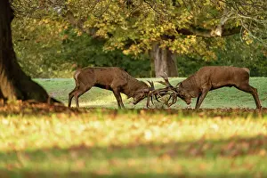 Deer Prints: Red Deer during rutting season, taken in United Kingdom