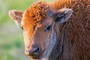 Pasture Prints: Red Dogs in the field of Custer State Park, South Dakota