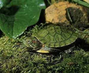 Turtle Prints: Red eared slider (trachemys scripta elegans)