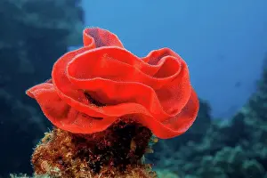 Curve Prints: Red egg mass of the Spanish Dancer Nudibranch (Hexabranchus sanguineus); Hawaii