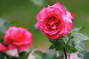 Blossoms Prints: Red flowering rose variety Aachener Dom (Rosa Sorte Aachener Dom)