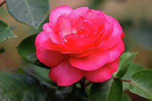 Blossoms Prints: Red flowering rose variety Aachener Dom (Rosa Sorte Aachener Dom)