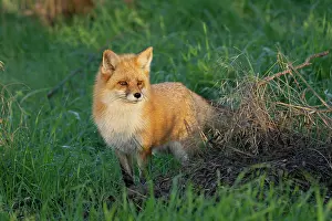 Adult Animal Prints: Red Fox in morning light standing damp grass. (Vulpes vulpes)
