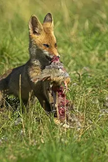 Canidae Prints: Red Fox Vulpes Vulpes, Adult Feeding On A Partridge, Normandy In France