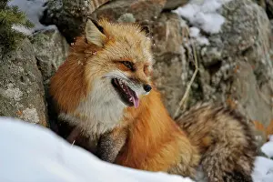 Canine Prints: Red fox Vulpes vulpes, Bozeman, Montana, USA