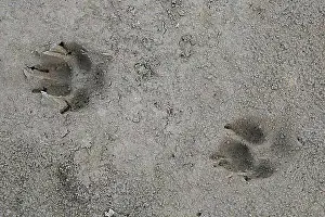 Close View Prints: Red fox (Vulpes vulpes) close-up of footprints in wet sand, mud