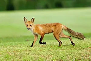Focus On Foreground Prints: Red Fox (Vulpes vulpes) female walking on golf course