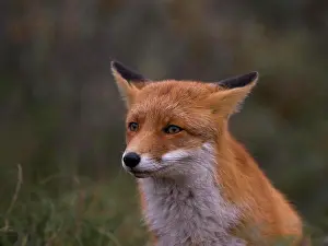 Canidae Prints: Red Fox ( Vulpes vulpes), portrait