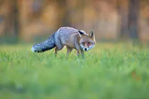 Draussen Prints: Red Fox vulpes vulpes Red Fox vulpes vulpes