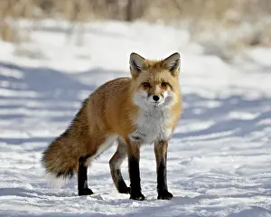 Focus On Foreground Prints: Red Fox Vulpes vulpes or Vulpes fulva in the snow