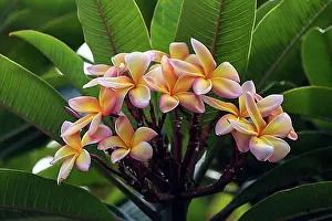 Blossoms Prints: Red frangipani (Plumeria rubra), flower, Madeira, Portugal, Europe