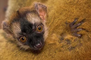 Vulnerability Prints: Red-Fronted Brown lemur (Eulemur rufus) nestling on mother's thigh