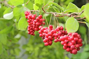 2018 Prints: Red fruits of schisandra growing on branch in row