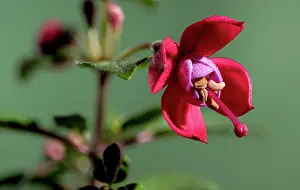 Botanik Prints: Red fuchsia flower on a green background close-up Beautiful blooming Red fuchsia flower on a green background