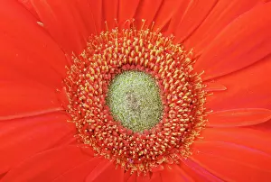 Verrotten Prints: red gerbera flower close up background macro photo beauty red gerbera flower close up background Copyright: xZoonar