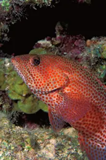 Grand Prints: Red grouper
