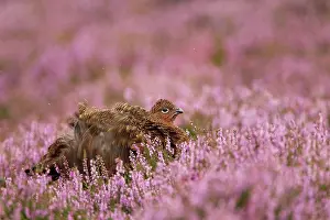 Hills Prints: Red Grouse (Lagopus lagopus scoticus) adult