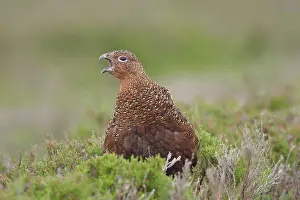 Bill Prints: Red Grouse (Lagopus lagopus scoticus) immature male