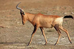 Antelope Prints: Red Hartebeest (Alcephalus buselaphus selbornei) adult male