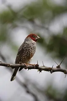 Songbird Prints: Red-headed Finch (Amadina erythrocephala) adult
