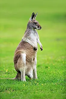 Australasia Prints: Red Kangaroo (Macropus rufus), adult female, capive, South Australia