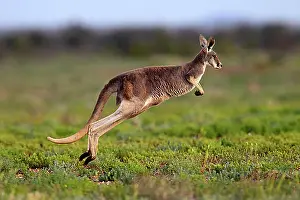 Natural Preserve Prints: Red Kangaroo (Macropus rufus) jumping adult