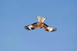 Feed Prints: Red Kite (Milvus milvus) adult