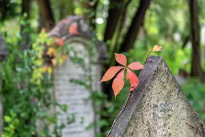 Denkmal Prints: A red Leaf in Autumn on the Jewish Cemetery on Lido Island