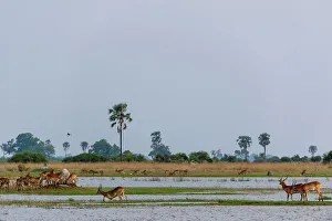 Wide Open Spaces Prints: Red Lechwe or Zambezi Lechwe (Kobus leche) amongst Real Fan Palms or Northern iLala Palms (Hyphaene benguellensis)
