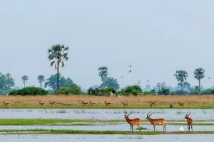 Wide Open Spaces Prints: Red Lechwe or Zambezi Lechwe (Kobus leche) amongst Real Fan Palms or Northern iLala Palms (Hyphaene benguellensis)
