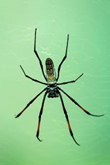 Invertibrate Prints: Red-legged Golden Orb-web Spider (Nephila inaurata)
