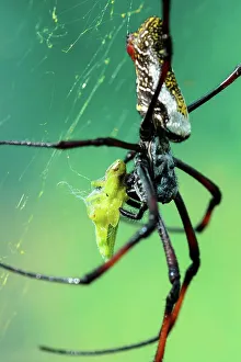 Invertibrate Prints: Red-legged Golden Orb-web Spider (Nephila inaurata) feeding