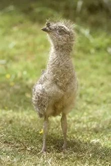 Chick Prints: Red-legged Seriema Chick (Cariama cristata), Brazil
