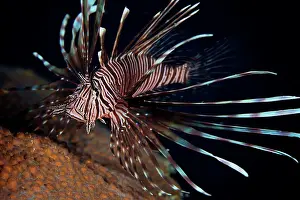 Defense Prints: Red Lionfish flares its deadly spines as a warning to the photographer not to get any closer