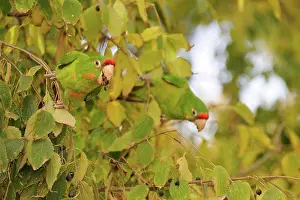 Alien Prints: Red-masked Parakeet (Aratinga erythrogenys) introduced species