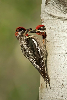 Hobbs Prints: Red-naped Sapsucker, Sphyrapicus nuchalis