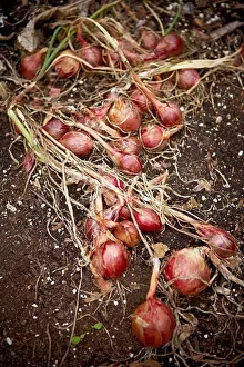 Autumnal Prints: Red Onions in Garden in Autumn, Toronto, Ontario, Canada