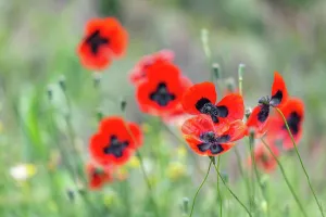 Nahaufnahme Prints: Red poppies field, remembrance day symbol Red poppies field
