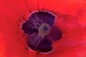Poppy Prints: Red poppy flower, close up