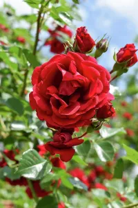 House Wall Prints: Red Rose flower in Petrvovac na Moru, Montenegro, Adriatic sea