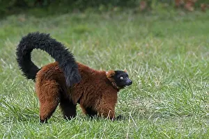 East Africa Prints: Red ruffed lemur (Varecia rubra) foraging on the ground