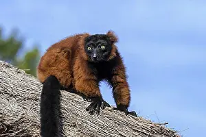 East Africa Prints: Red ruffed lemur (Varecia rubra) sitting on thatched roof of hut, native to Madagascar