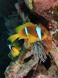 Northern Africa Prints: Two red sea clownfishes (Amphiprion bicinctus) defend their bubble-tip anemone (Entacmaea quadricolor)