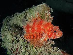Toxic Prints: Red Sea Dwarf Lionfish (Dendrochirus hemprichi)