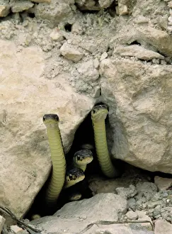 Limestone Prints: Red_sided garter snakes Thamnophis sirtalis parietalis emerging from hibernaculum