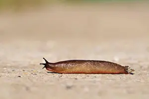 Concrete Prints: Red Slug (Arion rufus) adult, crossing concrete roadway