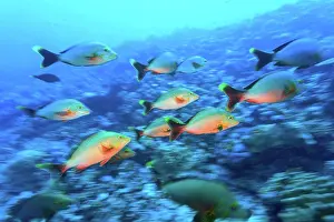 Tahiti Prints: Red Snapper (Myripristis amaena), Moorea Island, French Polynesia, South Pacific
