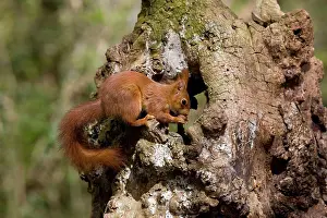 Rodent Prints: Red Squirrel Sciurus Vulgaris, Adult Eating Hazelnut, Normandy In France