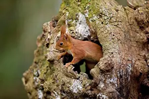 Feeding Prints: Red Squirrel Sciurus Vulgaris, Adult Eating Hazelnut, Normandy In France