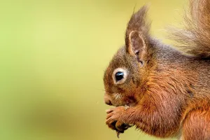 Animal Theme Prints: Red squirrel (Sciurus vulgaris) feeding on bird table